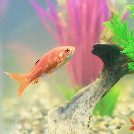 Burlamacco לידו די קאמאיורה