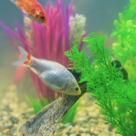 מלון Burlamacco 2*